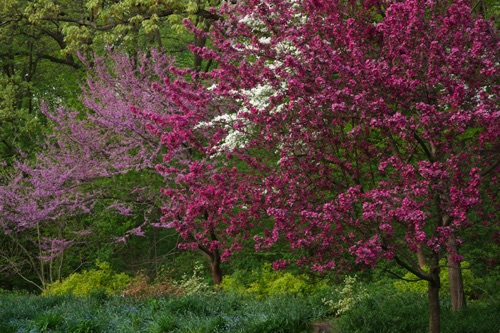 Redbud, Reeves-Reed Arboretum, Union County, NJ (6561SA).jpg